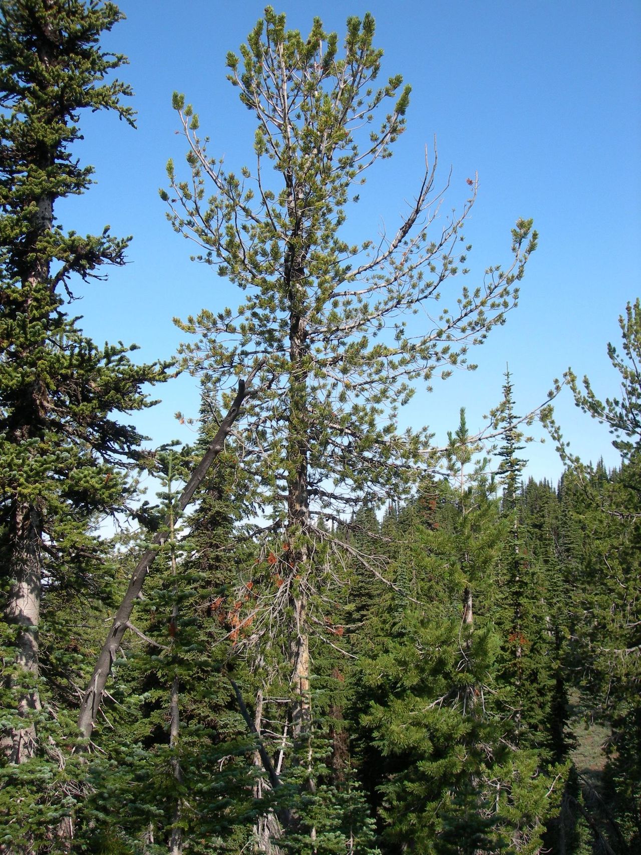 White Pine Blister Rust